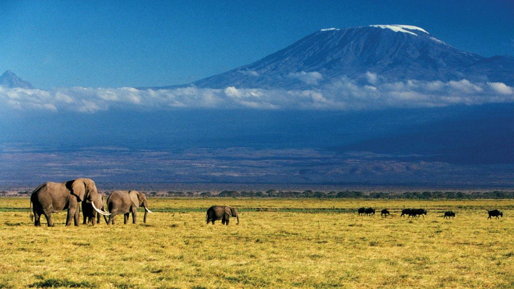 A herd of Elephants and Buffaloes at mount kilimanjaro National Park Tanzania Africa.