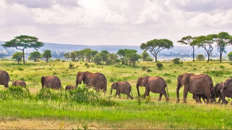 A herd of Elephants at Ngorongoro Crater National Park Tanzania