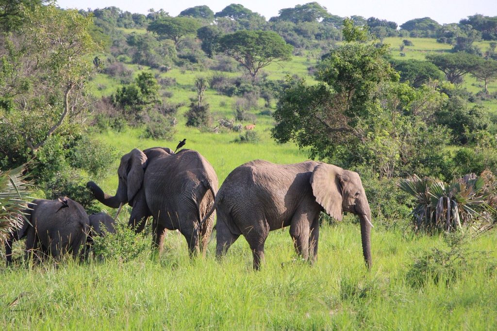 A herd of Elephants in Murchison Falls National Park Uganda Africa
