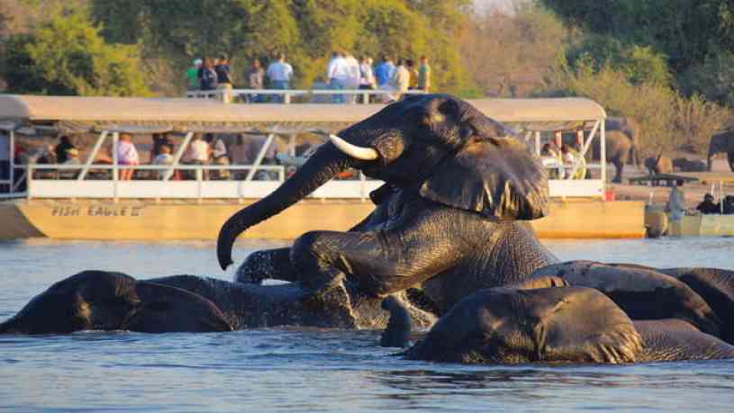 A herd of Elephants swimming in the river zambezi at sun set Zambia