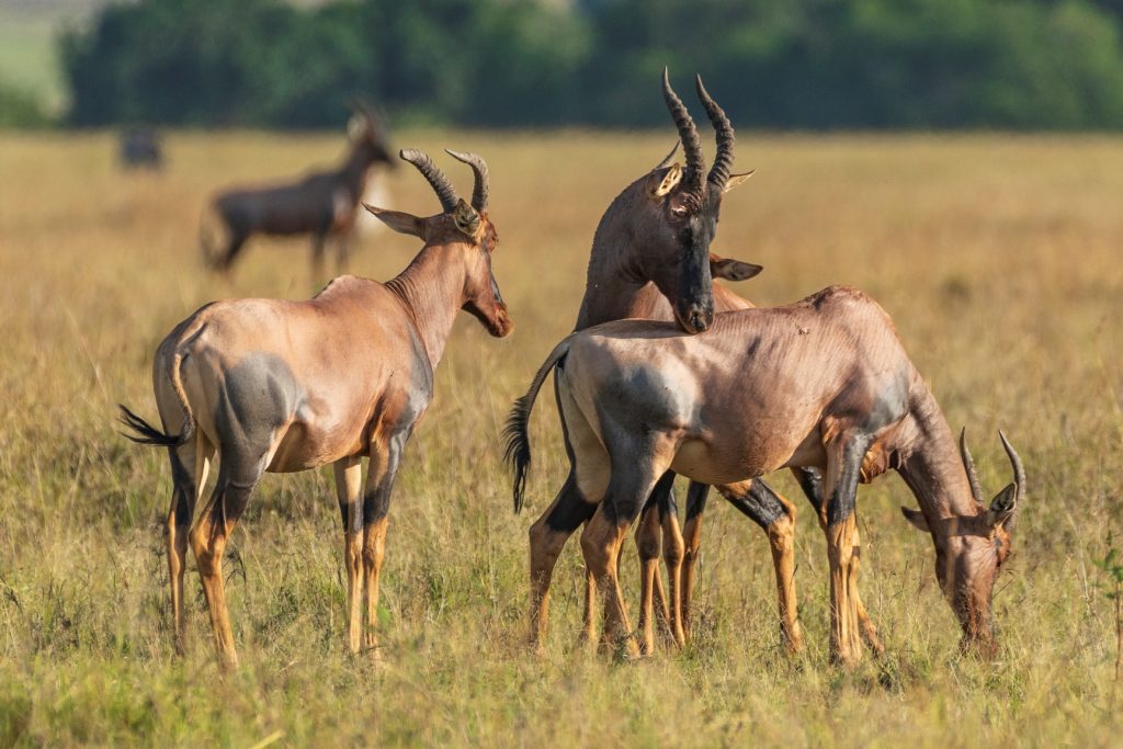 A-herd-of-Topis-at-Ishasha-Queen-Elizabeth-National-park-Uganda-
