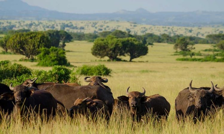 A herd of buffaloes in Queen Elizabeth national park Uganda.