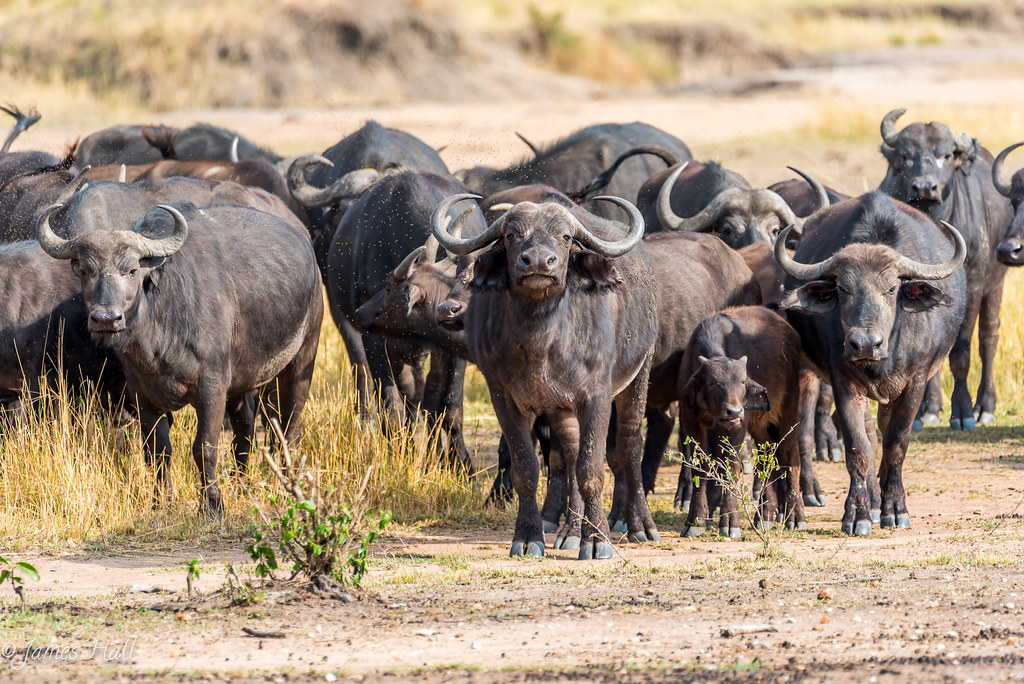 A herd of water buffalos Serengeti national park Tanzania