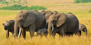 A herd of elephants grazing through the savannah plains of Queen-Elizabeth-National-Park Uganda