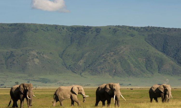 A-herd-of-elephants Ngorongoro crater floor Tanzania.