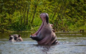 Hippopotamus yawning at Kazinga channel Queen Elizabeth National Park Uganda Africa