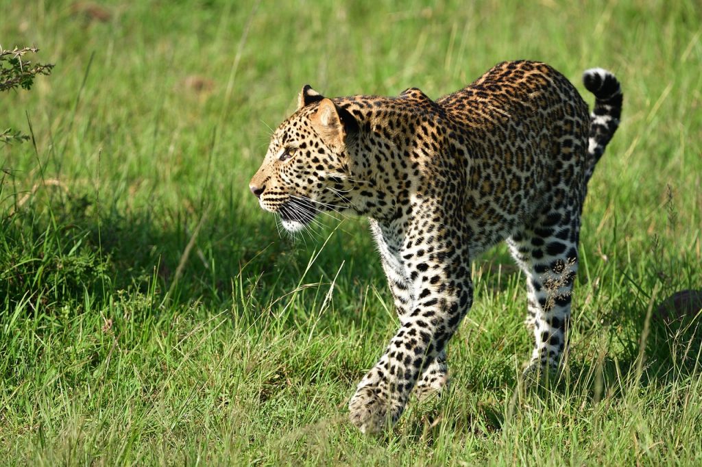 A leopard on the move at Masai Mara game Reserve Kenya Africa