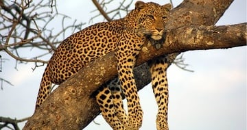 A leopard resting on a branch of a tree in Lake Nakuru National Park Kenya. 