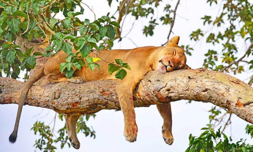 A lioness napping on the branch of a fig tree in Queen Elizabeth national Park Ishasha section Uganda