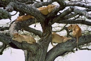 A pride of lionesses resting on the branches of a tree at queen Elizabeth Ishasha section Uganda