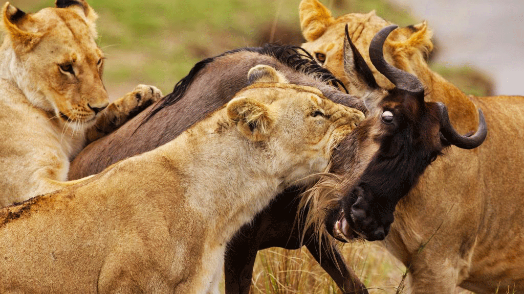 A pride of lioness during a hunting spree at Masai Mara Game reserve Kenya Africa