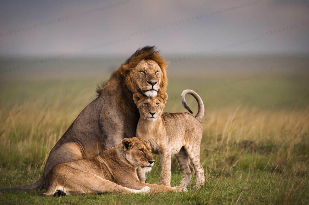 A pride of lions in Masai Mara Game Reserve Kenya