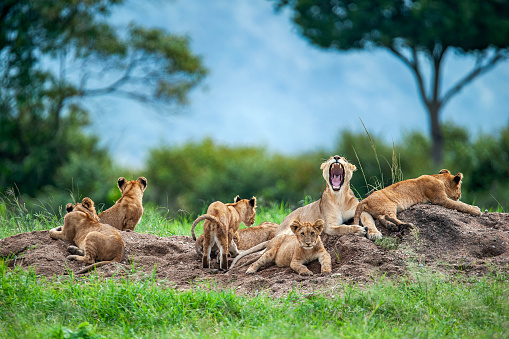 A pride of young lions in Masai mara game reserve Kenya