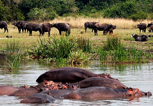 A float of hippos floating at victoria Nile with buffaloes in back ground at Murchison falls National Park Uganda.