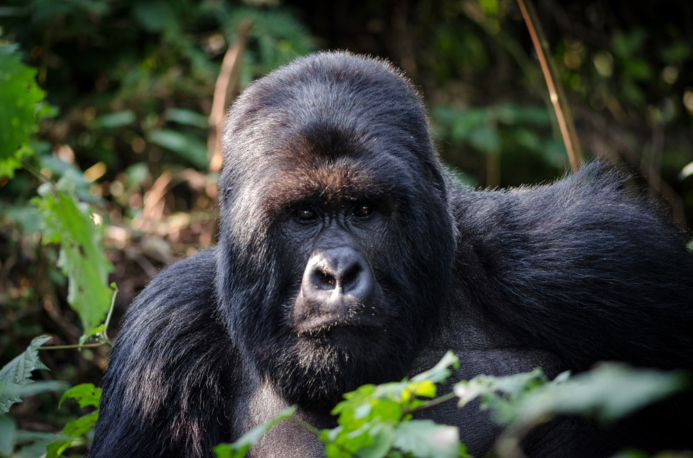 A sliver back gorilla in Bwindi Impenetrable National Park Uganda