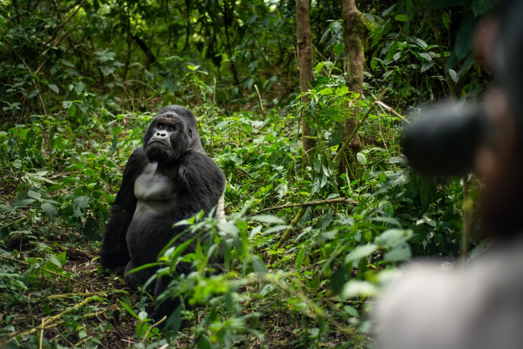 A sliver back gorilla standing looking at the tourist taking photos Uganda.