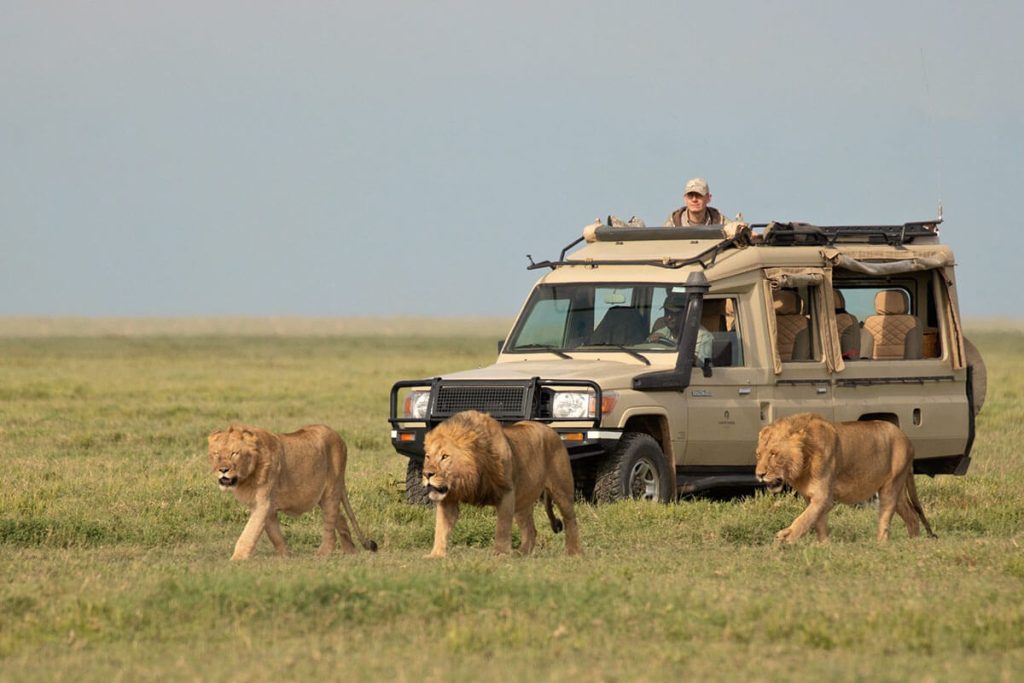 A solo tourist watching two male lions and a Lioness walk pass by their safari jeep at Serengeti national Park Tanzania.