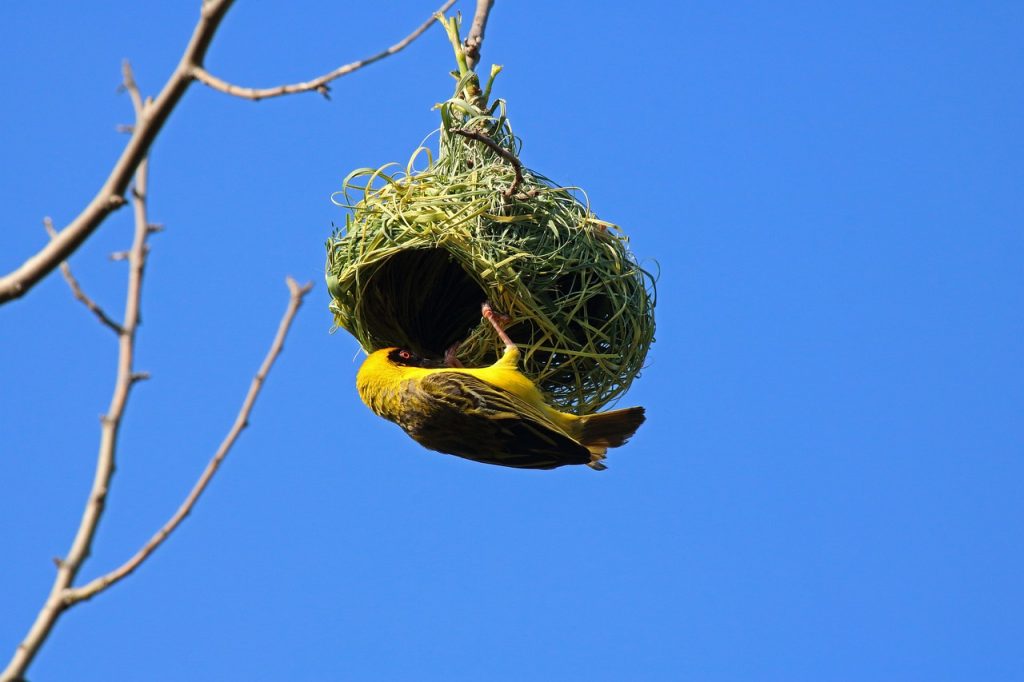 A southern masked weaver bird finishing to weave it's nest at lake bunyonyi island Uganda