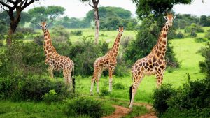 A tower of Giraffes at Lake Mburo National-Park Uganda