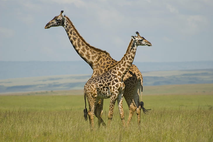 A tower of Giraffes in Lake Nakuru National park Kenya