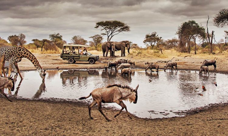 Tourists in an open safari jeep viewing Elephants, giraffe and a herd of wildebeest at a water hole in Serengeti national park at Serengeti National Park Tanzania Africa.