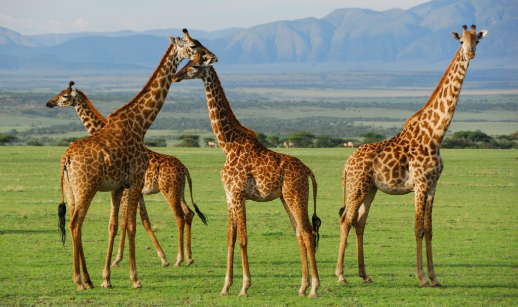 A tower of giraffes at Serengeti national park Tanzania Africa