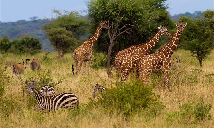 A tower of giraffes and a dazzle of zebras in Masai Mara game reserve Kenya