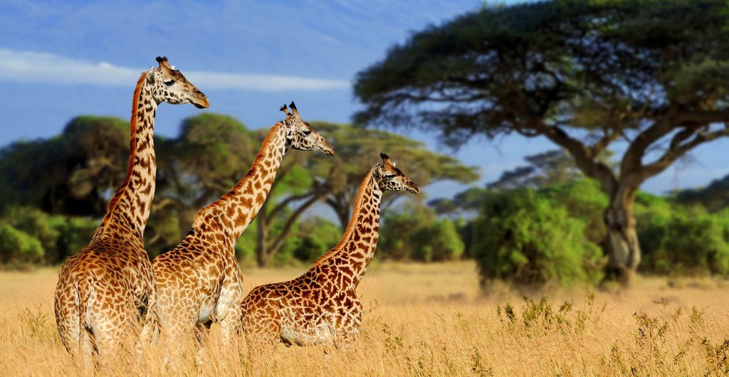 A tower of giraffes at Lake Manyara national Park Tanzania