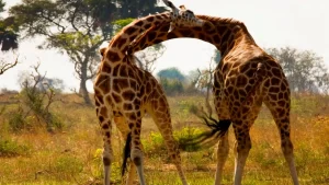 A tower of two Roth child giraffes socializing at Murchison falls National Park Uganda