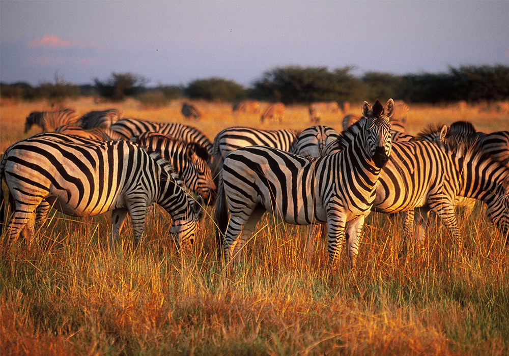 A Dazzle of Zebras during sun rise at Serengeti National Park Tanzania