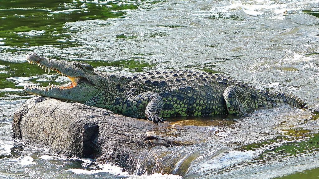 A Nile Crocodile on a rock with its snout open in Murchison falls national park Uganda Africa