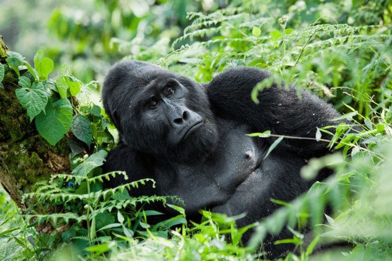 A gorilla relaxing in Bwindi impenetrable National park Uganda.