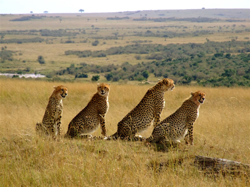A coalition of cheetahs in Masai Mara Game reserve Kenya. 