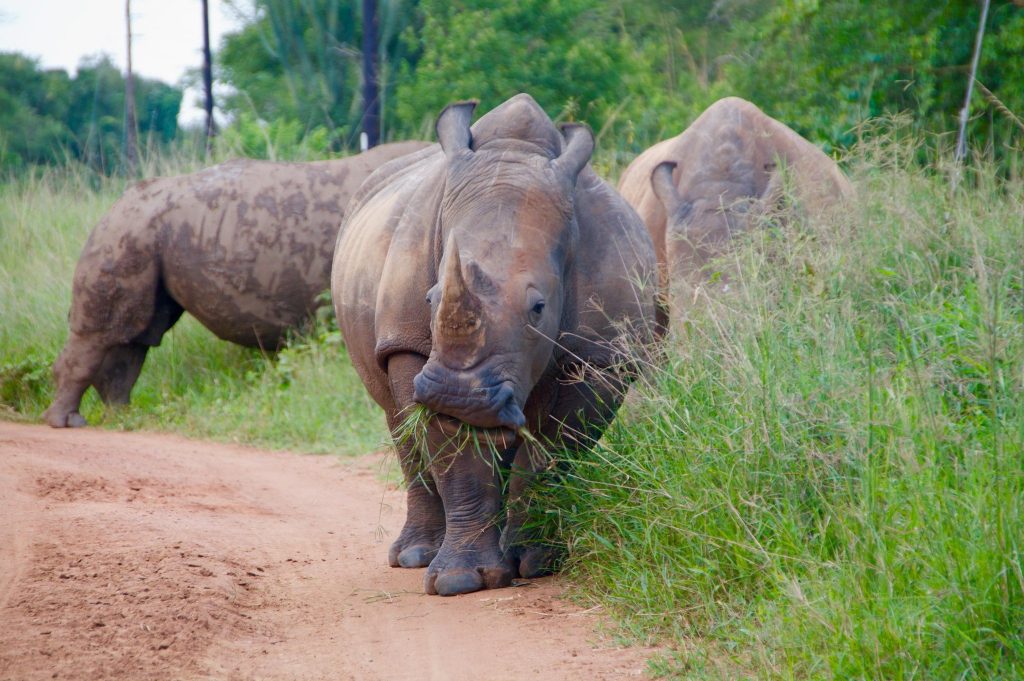 A crash of rhinos grazing at Ziwa-Rhino-Sanctuary Uganda Africa