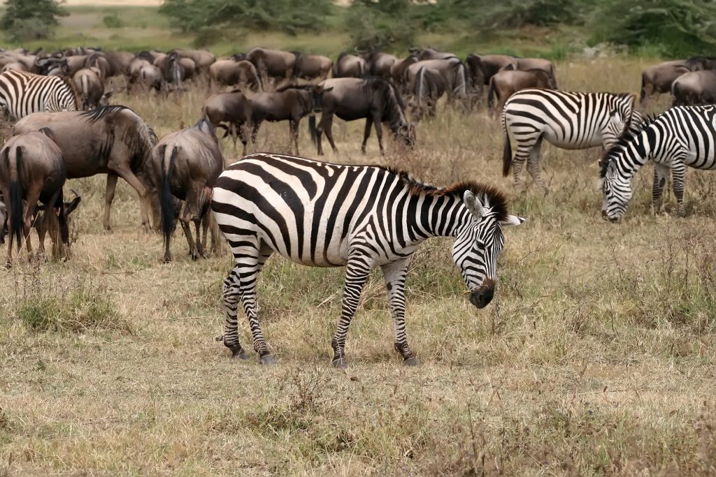 A dazzle of Zebras and a herd of wildebeest at The floor of Ngorongoro crater Tanzania