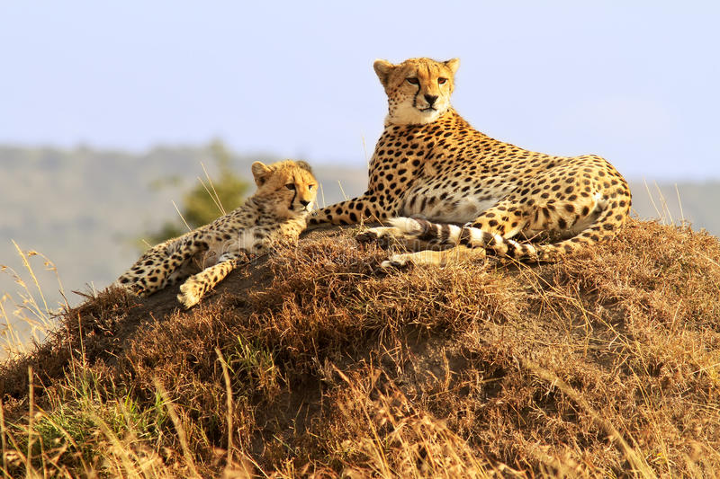 Adult cheetah with her cab sitting on the anthill at Masai Mara National Reserve Kenya Africa