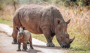Adult female rhino with her calf at Ziwa rhino sanctuary Uganda