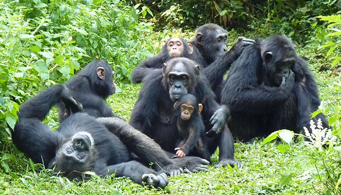 A family-of-chimpanzees kibale-National-Park-Uganda.