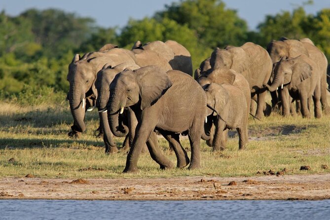 A herd of elephants walking towards a water hole at Mosi oa Tunya National Park Zambia.