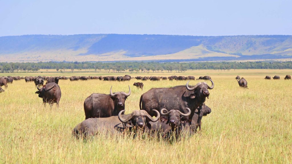 Aherd of buffaloes on the floor of Ngorongoro crater National Park Tanzania 