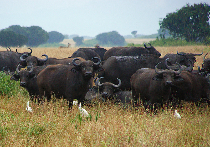 A herd of buffaloes Queen Elizabeth national park ishasha Uganda
