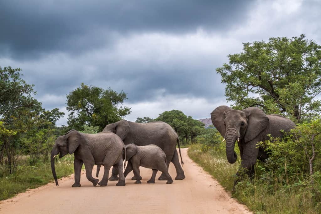 A herd of elephants crossing a game track Kruger national park.