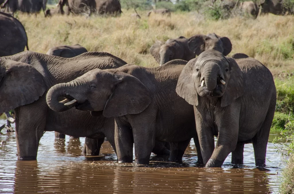 A herd of elephants at a water hole at Serengeti National Park-Tanzania.