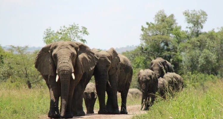 A herd of elephants walking along a game track at Murchison falls National park Uganda.