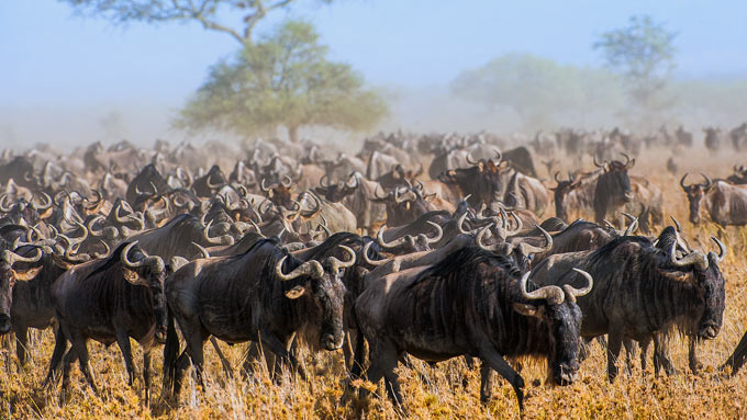 A herd of wildebeests during the great migration Serengeti national park Tanzania