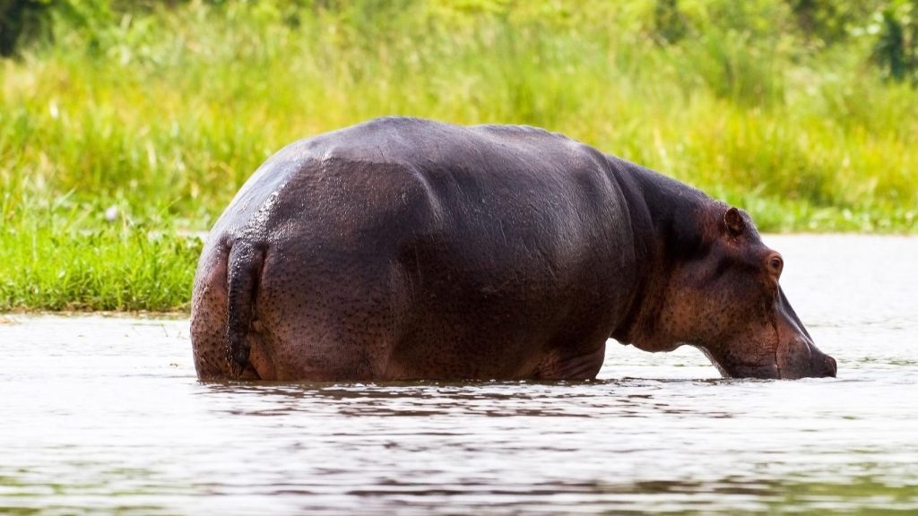 A hippopotamus at lake Mburo national park Uganda