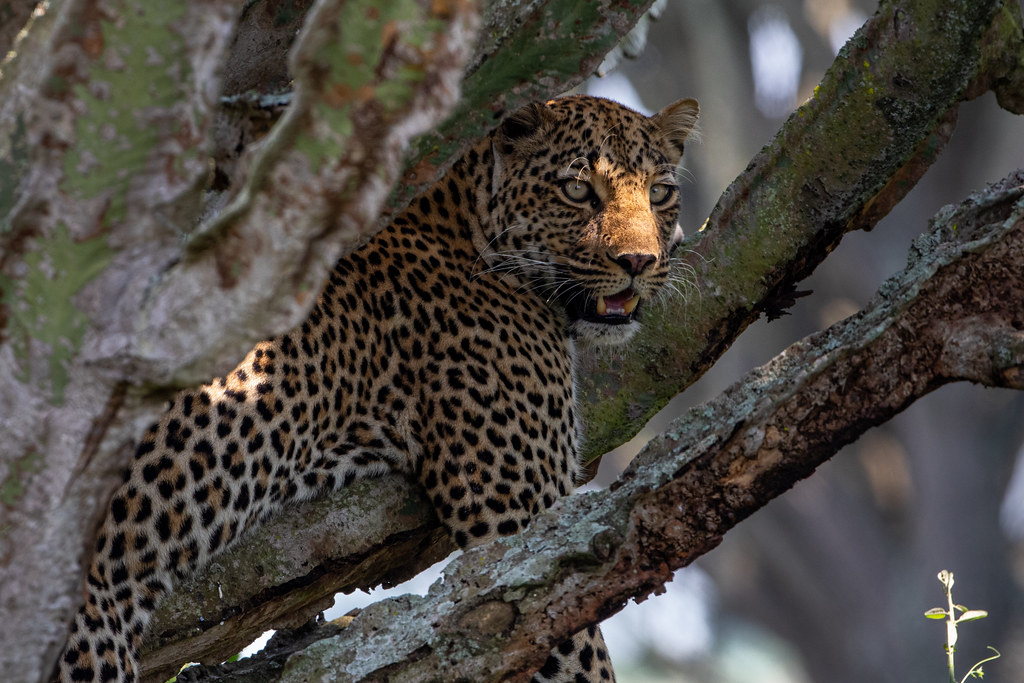 A leopard queen Elizabeth National Park Uganda