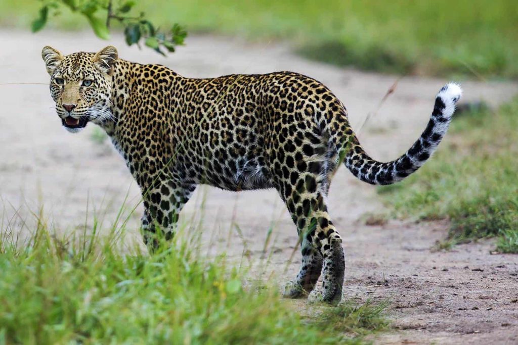 A leopard seen during a nature walk at Lake Mburo National Park Uganda