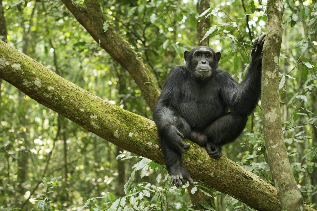 A male-Chimpanzee-sitting-on-a-branch-of-the-tree kibale forest-National-Park Uganda.