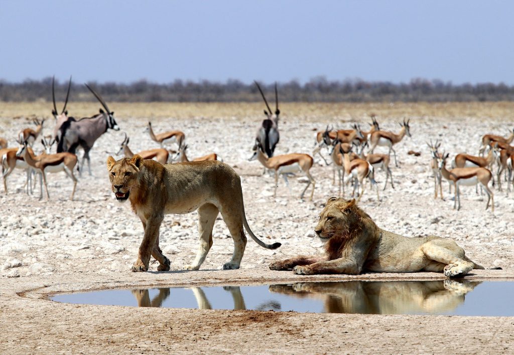 A male lion and a female lioness guarding a water hole form other animals to access it at Etosha National Park Namibia.